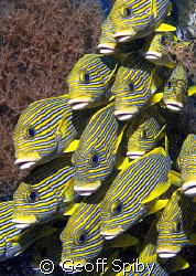 school of tightly packed sweetlips
Nikon D-200 , 10.5mm ... by Geoff Spiby 